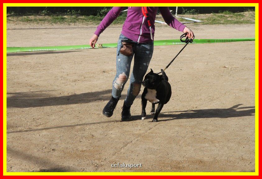 180311 mostra_canina 193.jpg
